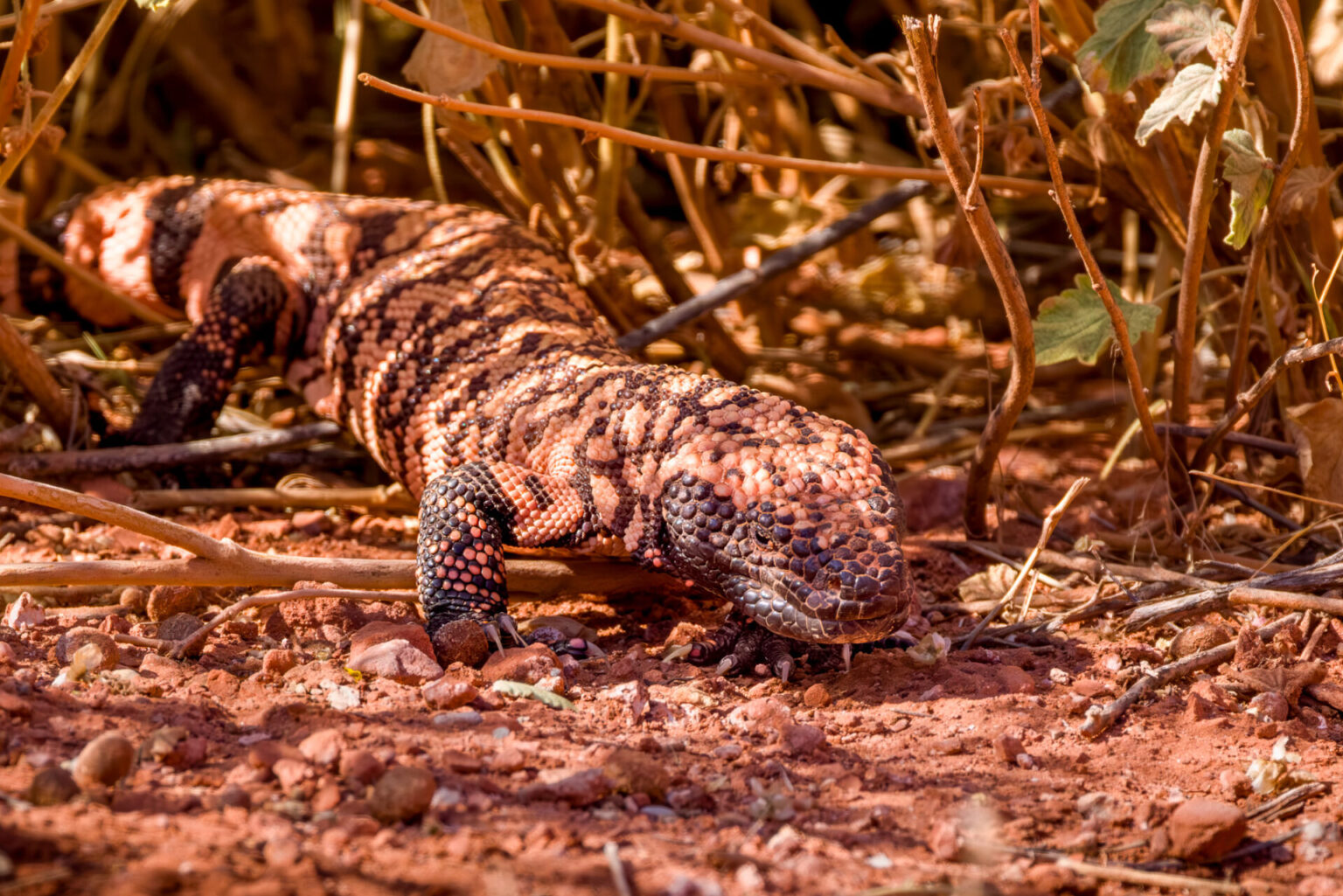 Gila Monster Stepping Out