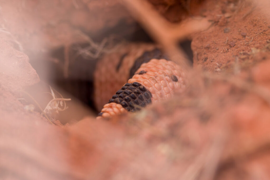 Second Gila Monster Tail