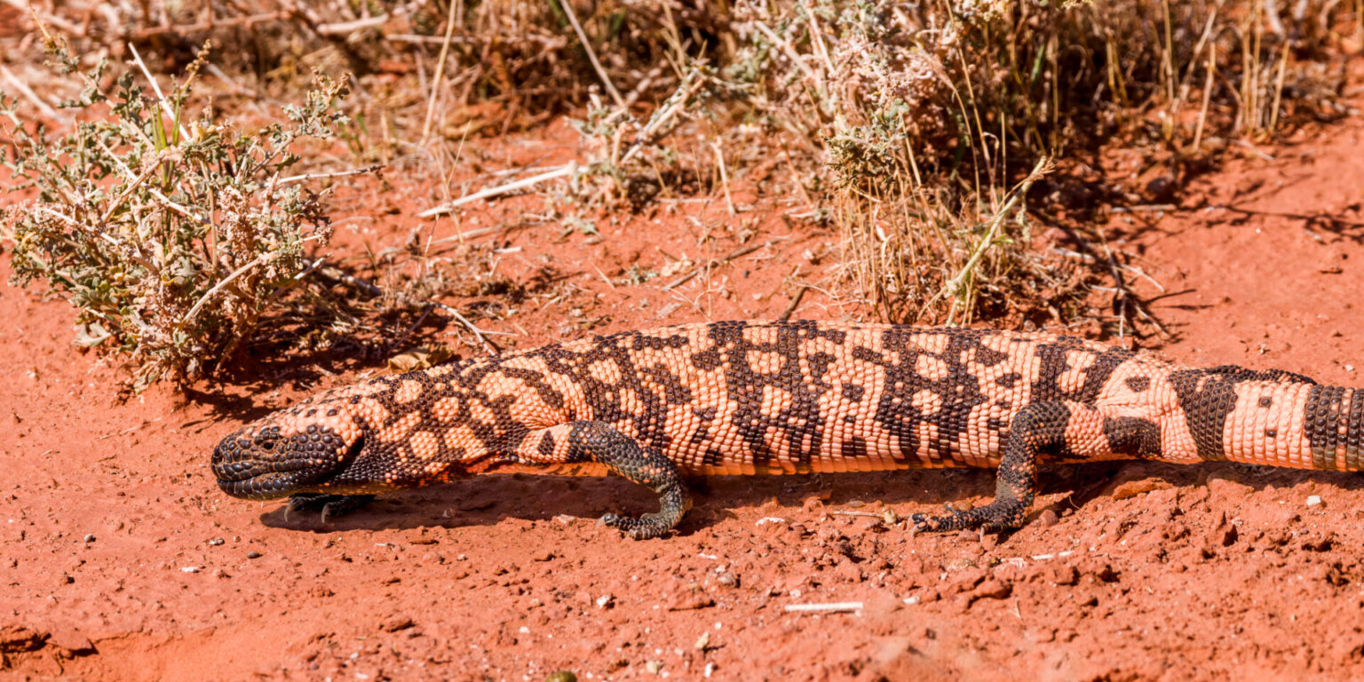 Gila Monster Walking