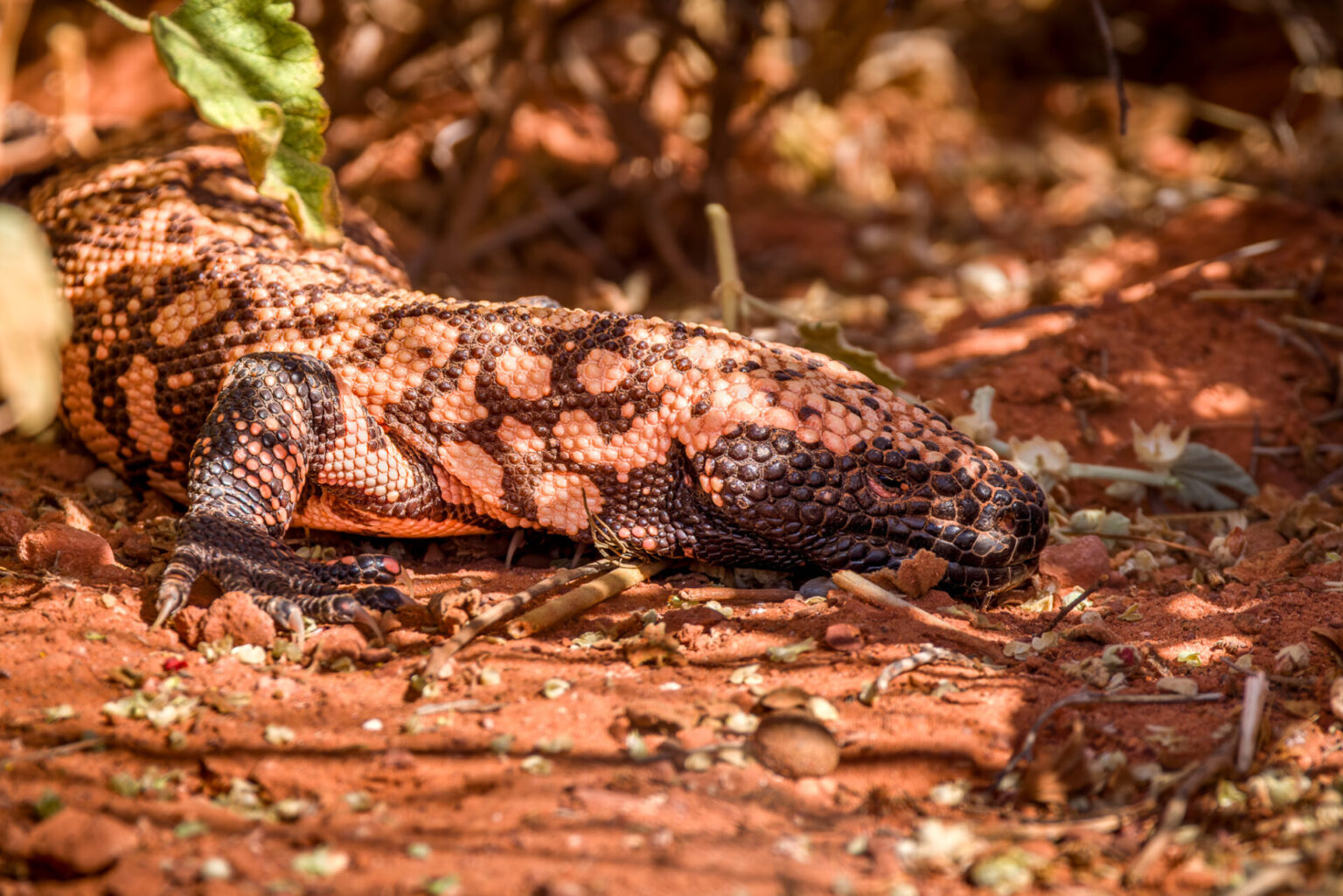 Gila Monster in the Bush