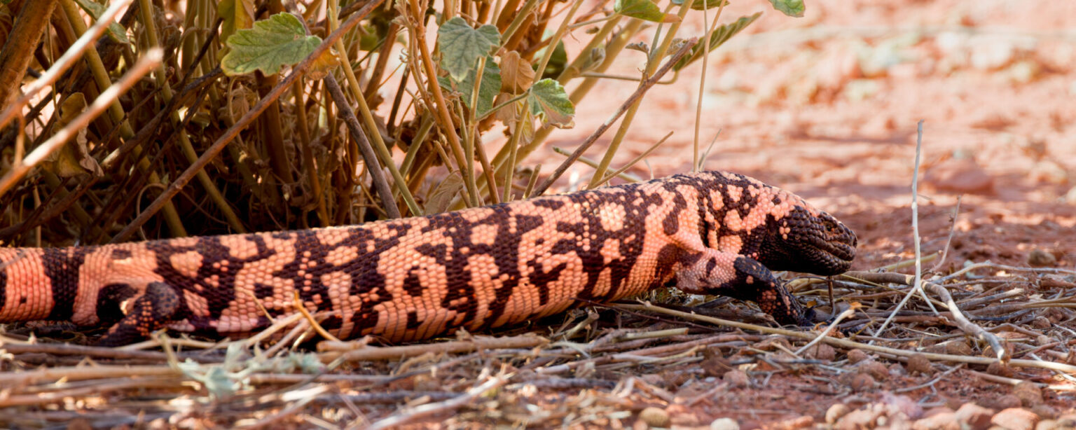 Gila Monster in the Shade