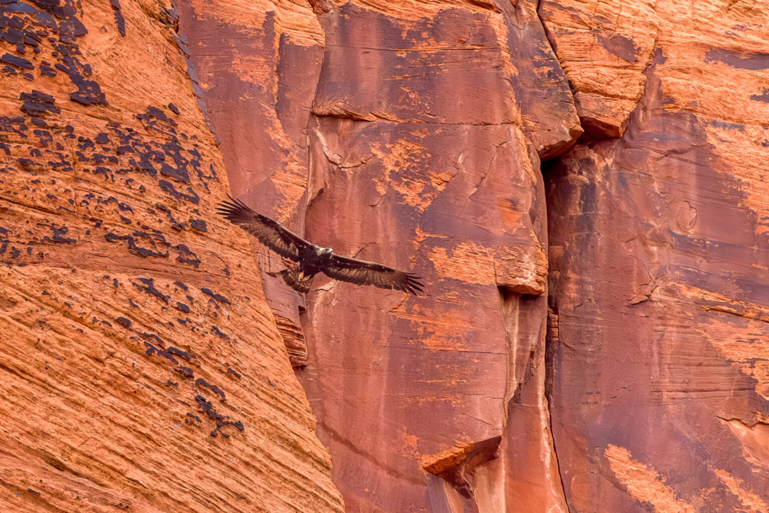 Golden Eagle Soaring by the Red Cliffs