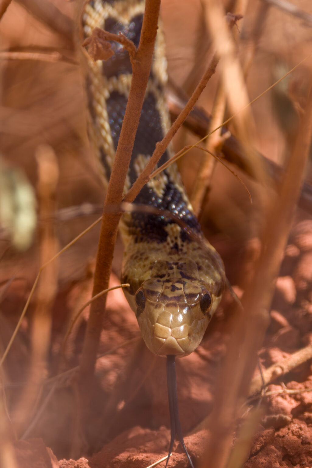 Gopher Snake in a Bush