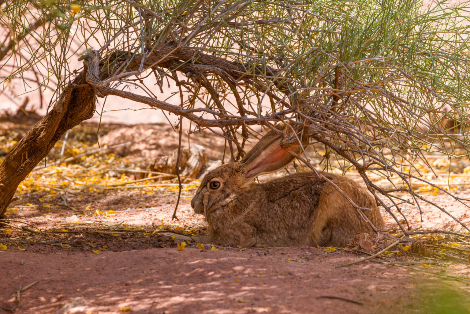 Jack Rabbit Under Bush