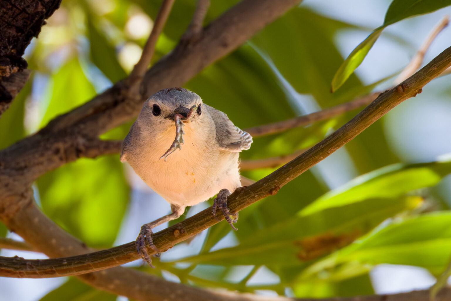 Lucy's Warbler Bringing Food