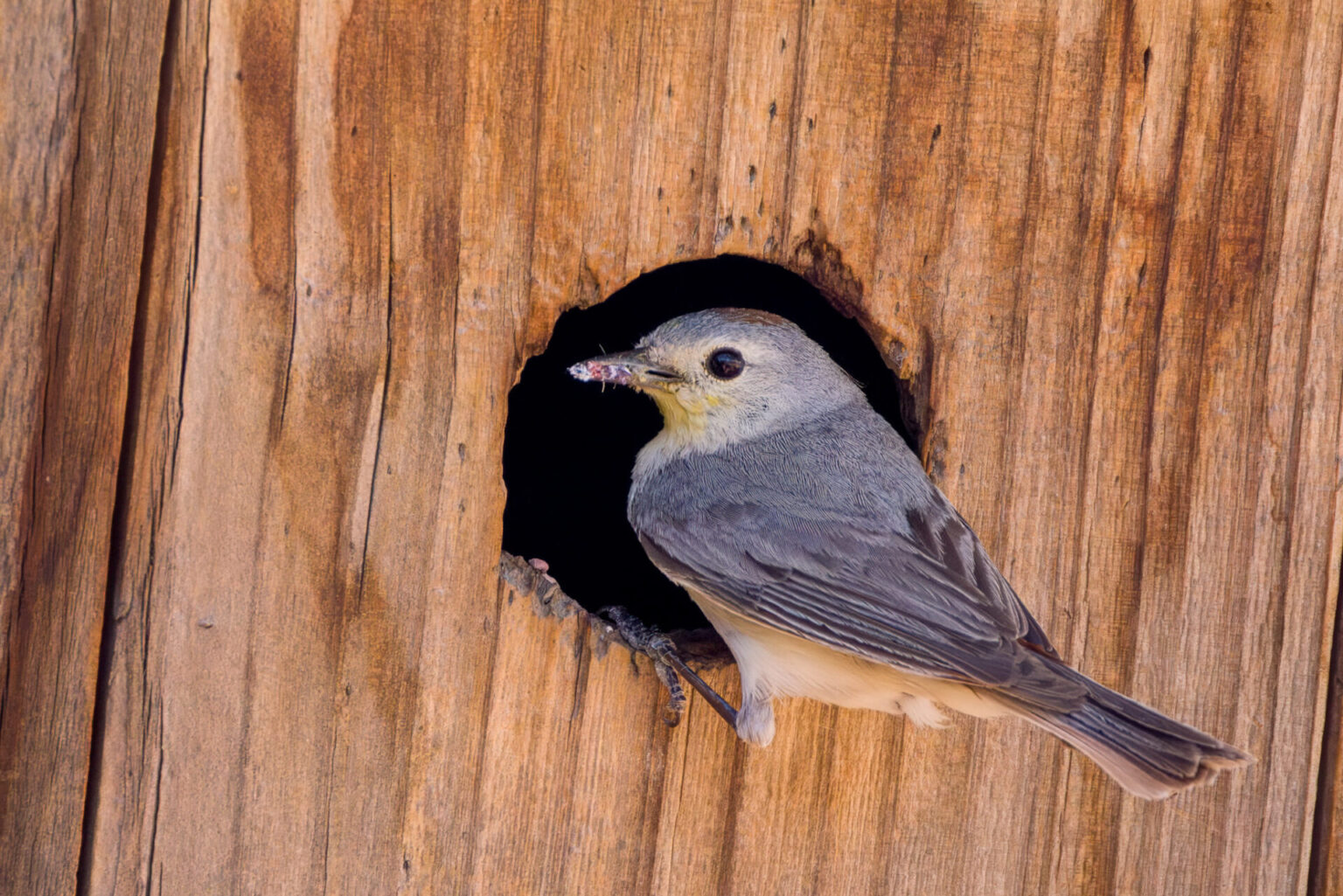 Lucy's Warbler at the Bird House