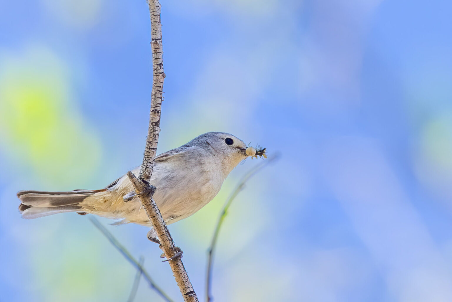Lucy's Warbler with Food