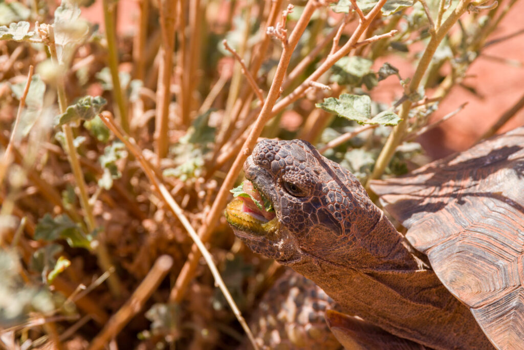 Mojave Desert Tortoise Eating