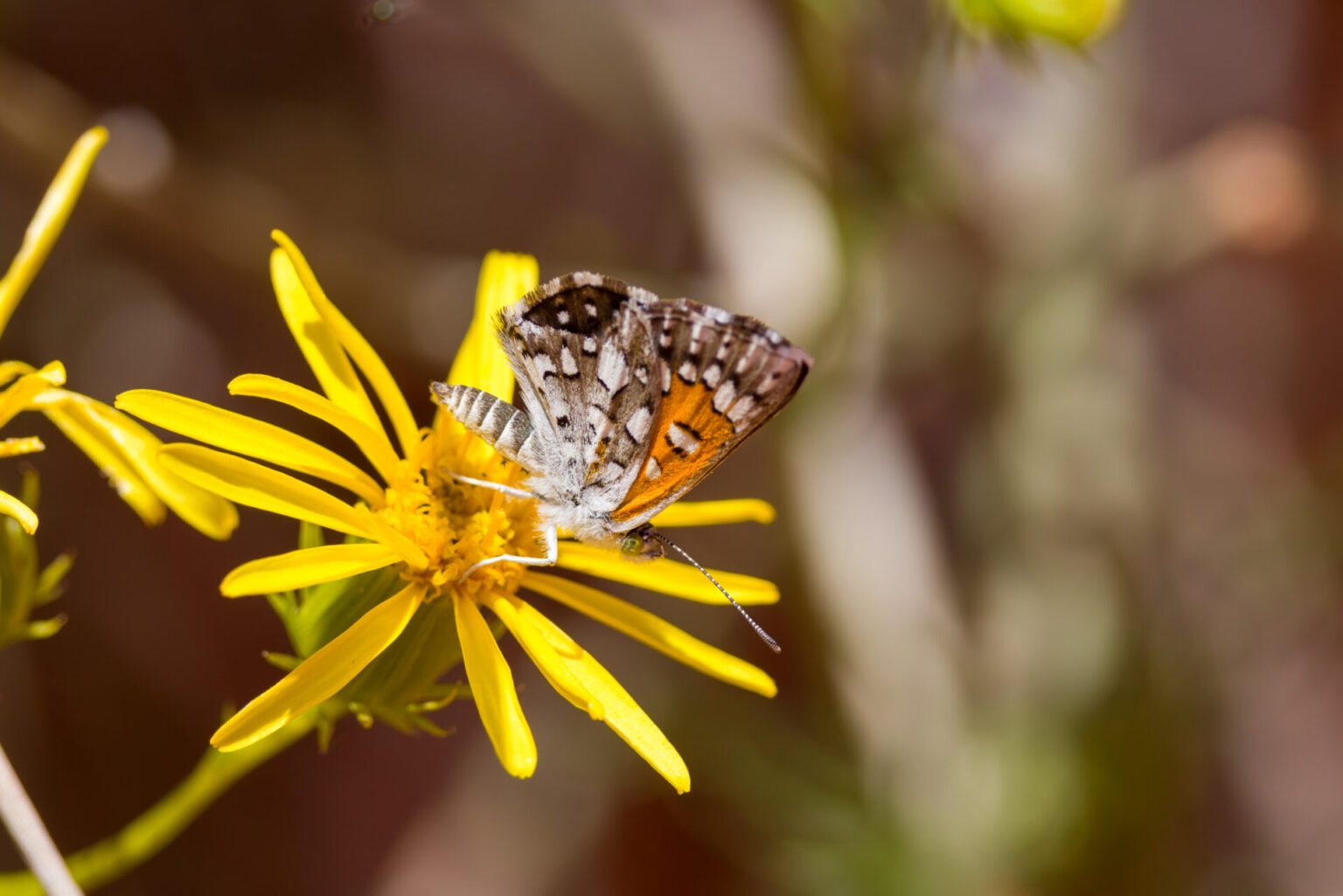 Mormon Metalmark on Flower