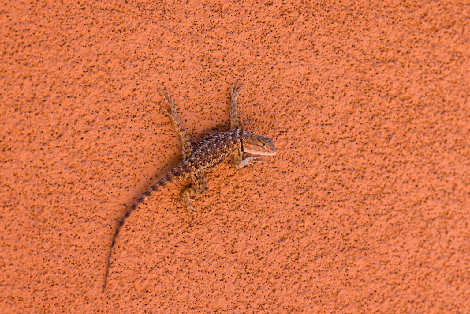 Ninja Desert Spiny Lizard