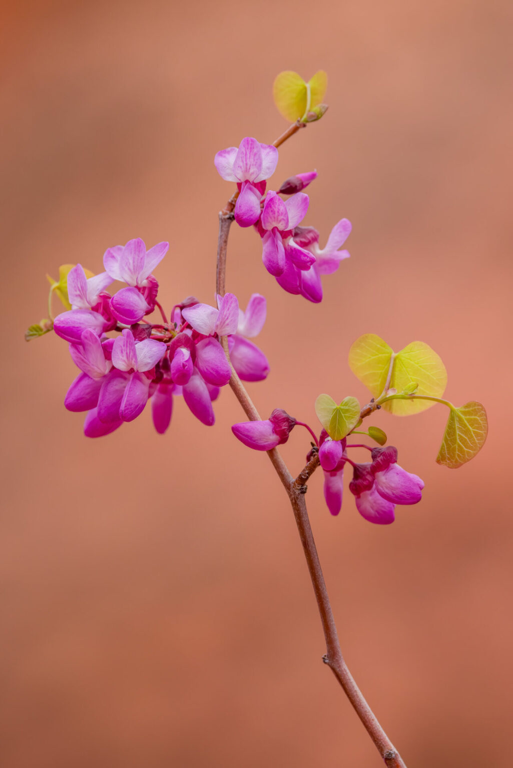Redbud Flowers