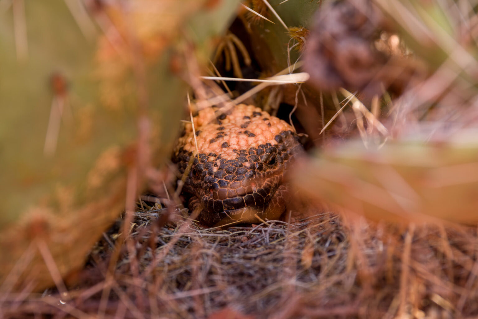 Second Gila Monster Under Cactus