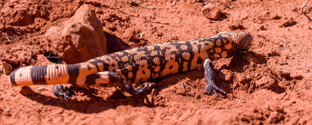 Second Gila Monster Walking
