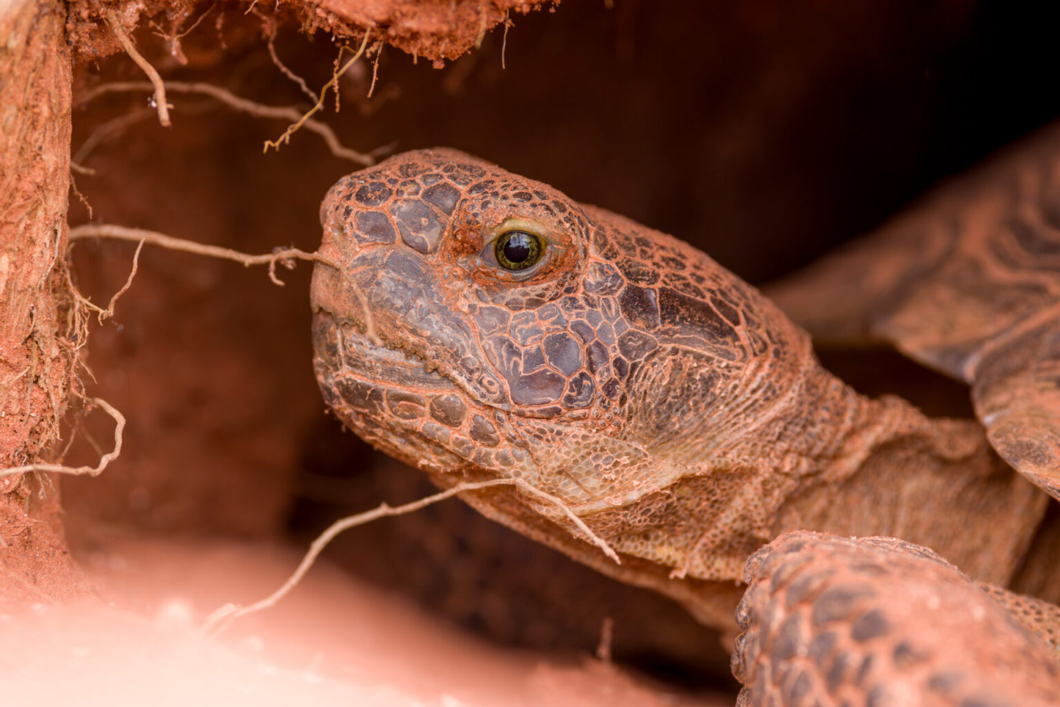 Tortoise in Burrow