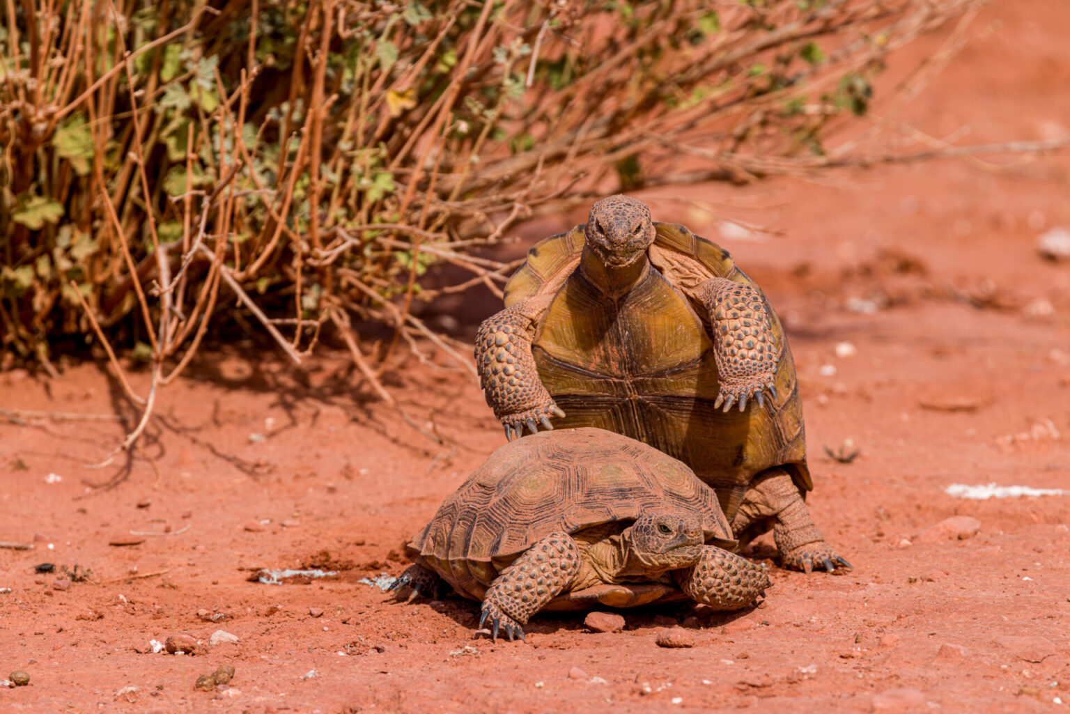 Tortoises Mating