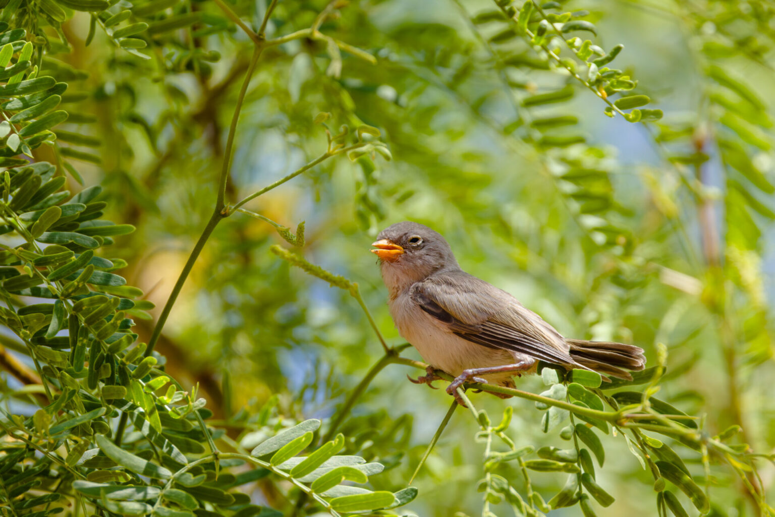 Verdin Fledgling