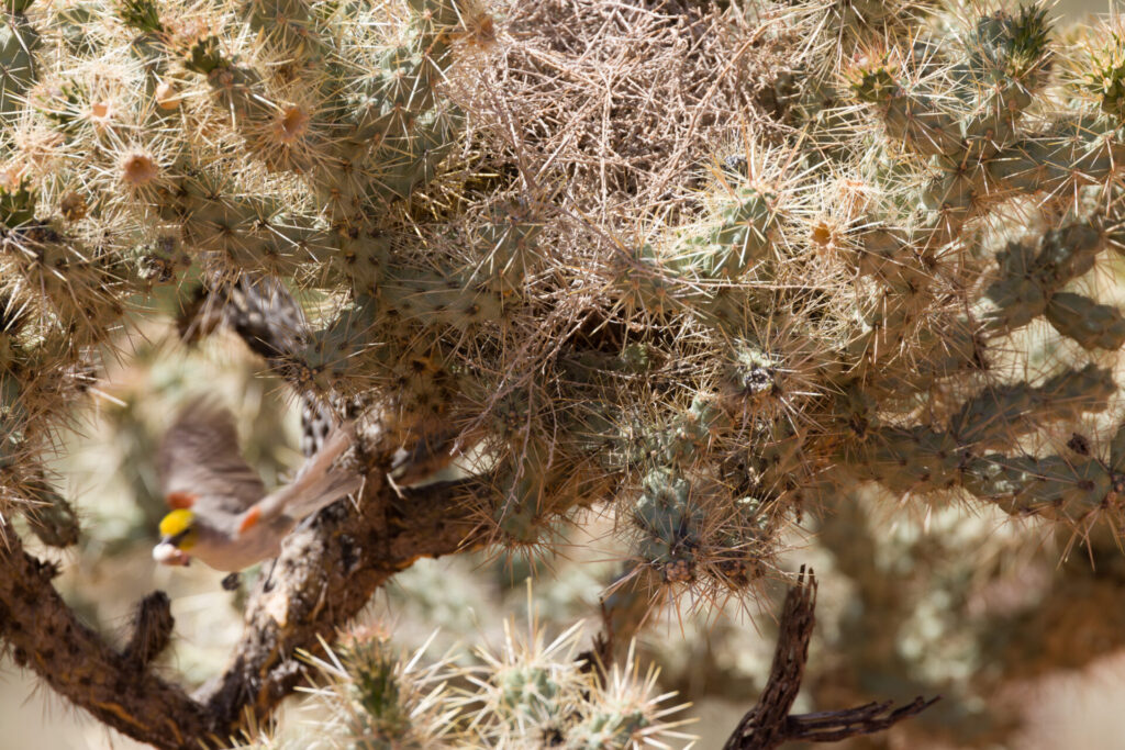 Verdin Flies Out of Nest