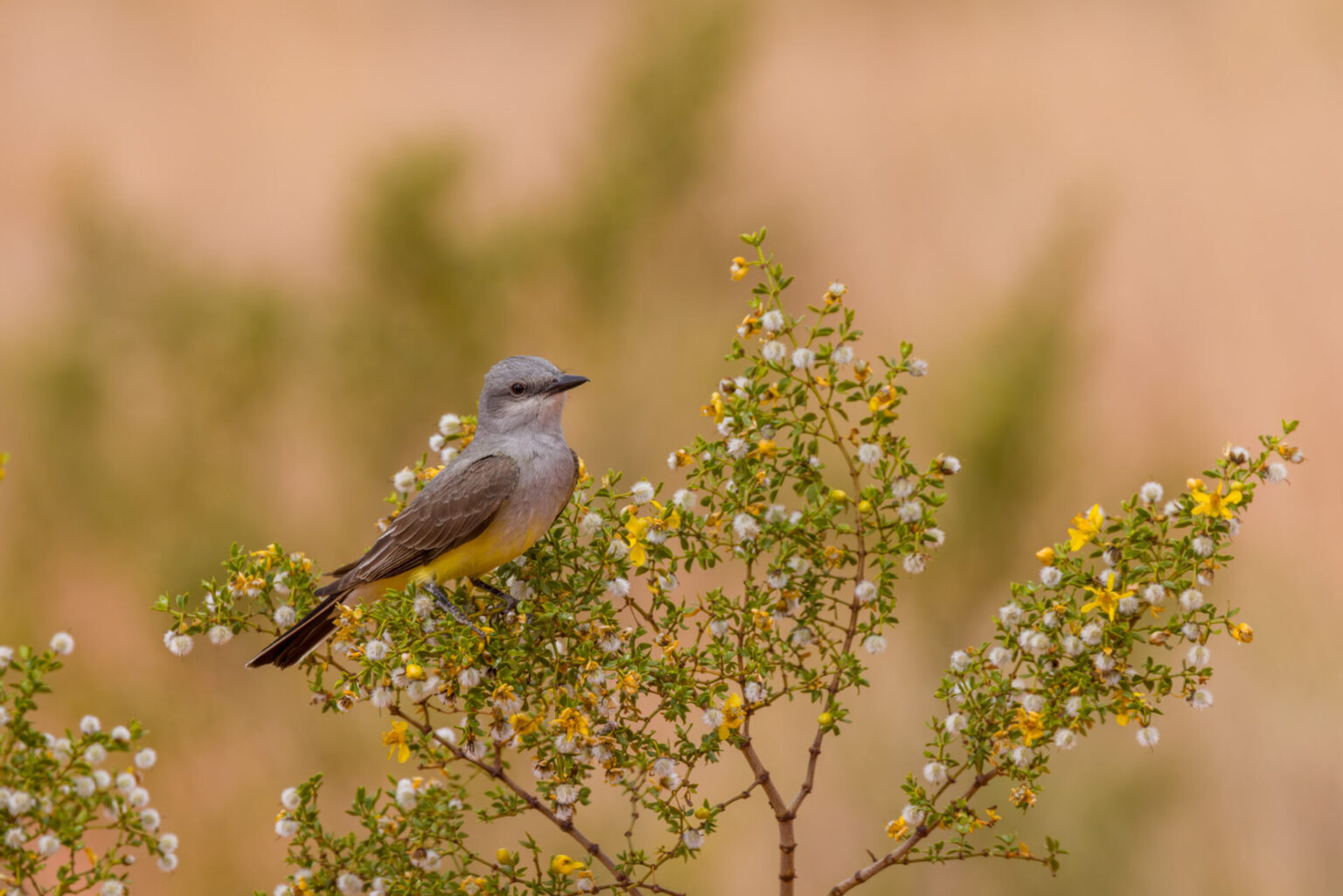 Western Kingbird in Creosote Bush