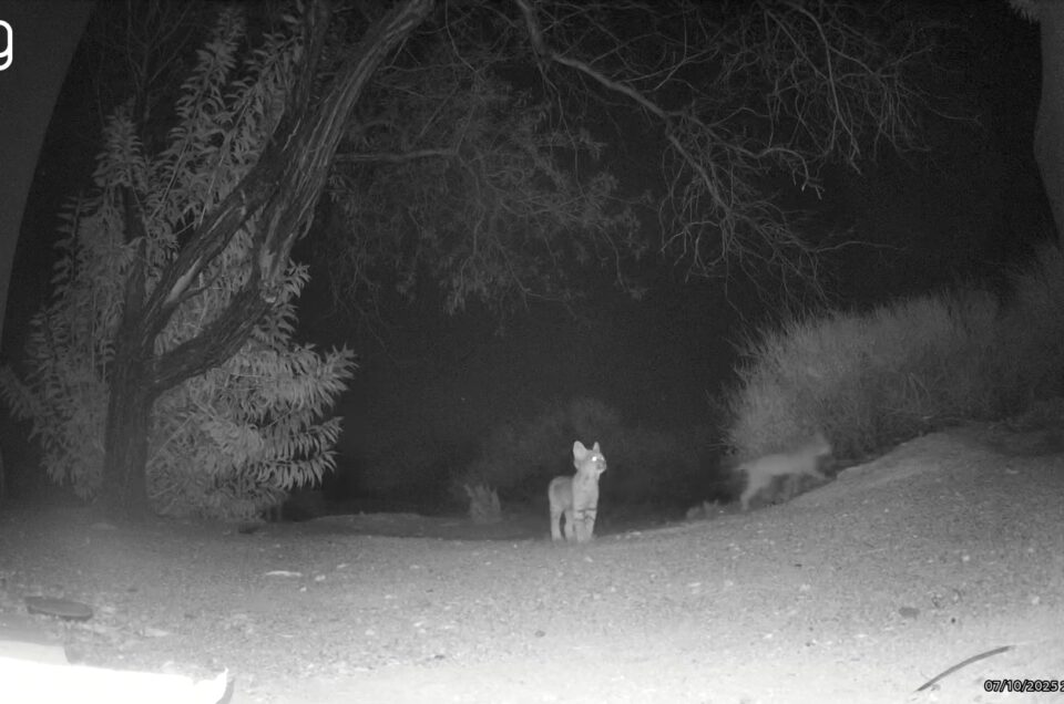 Bobcat Cubs in the Backyard