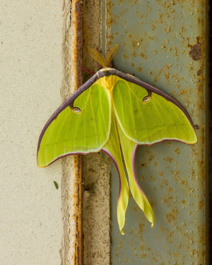 Luna Moth Fine Art Photo Print