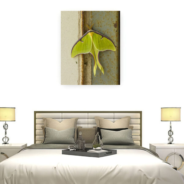 Luna Moth Wall Display