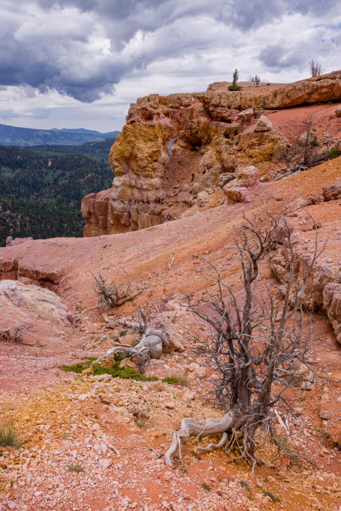 Bartizan Arch with Dead Bristlecone in Foreground