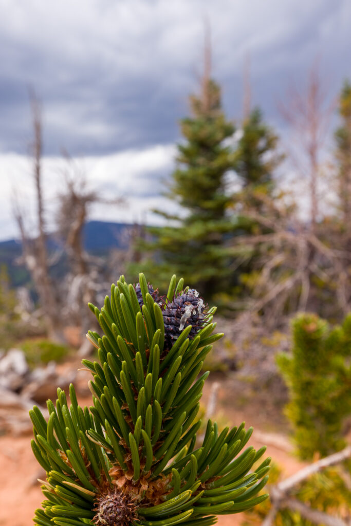Blue Purple First-Year Cone