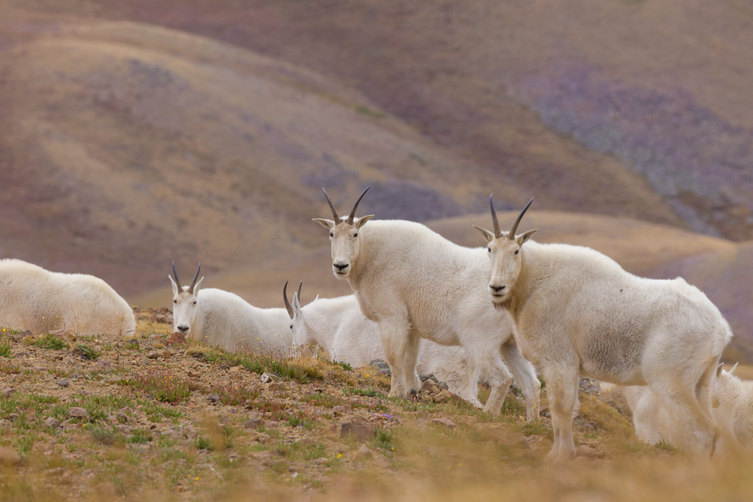 Many Mountain Goats Behind Ridge
