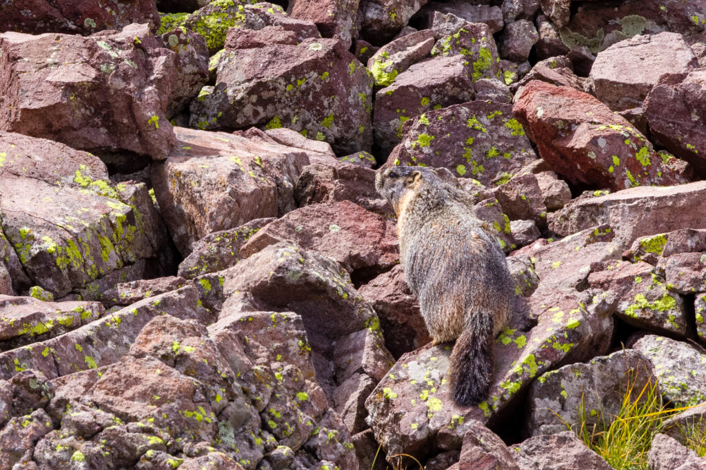 Marmot in the Rocks