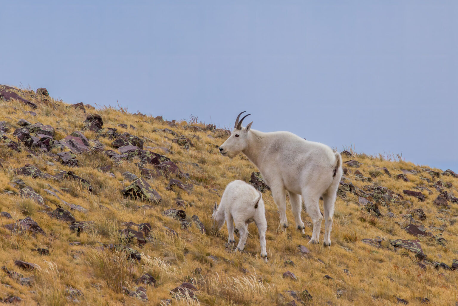 Mother and Kid