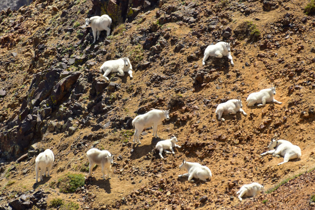 Mountain Goat Herd