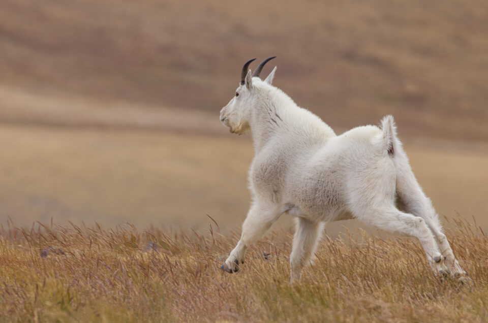 Mountain Goat Running
