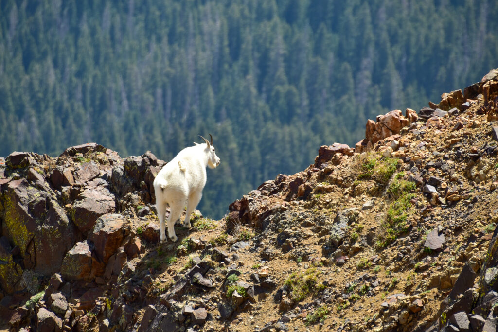 Mountain Goat at the Ridge