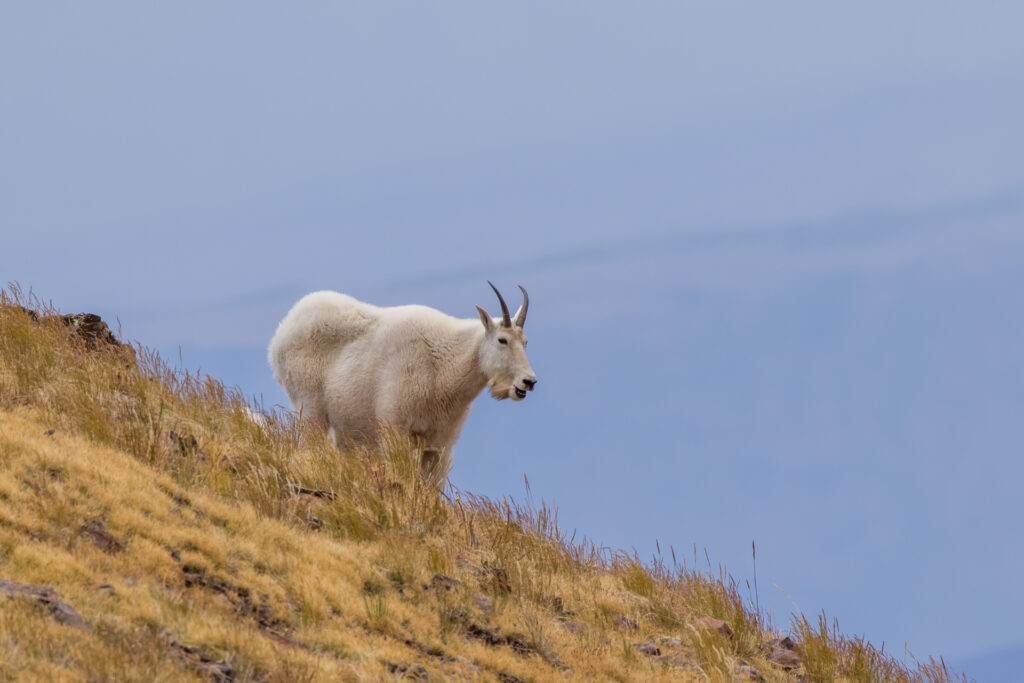 Mountain Goat on Ridge
