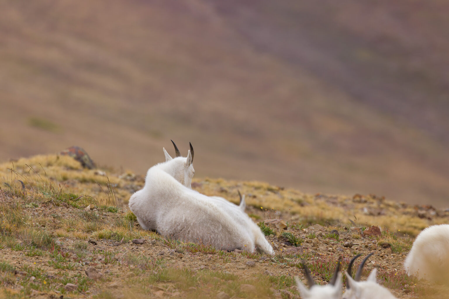 Mountain Goats Behind the Ridge
