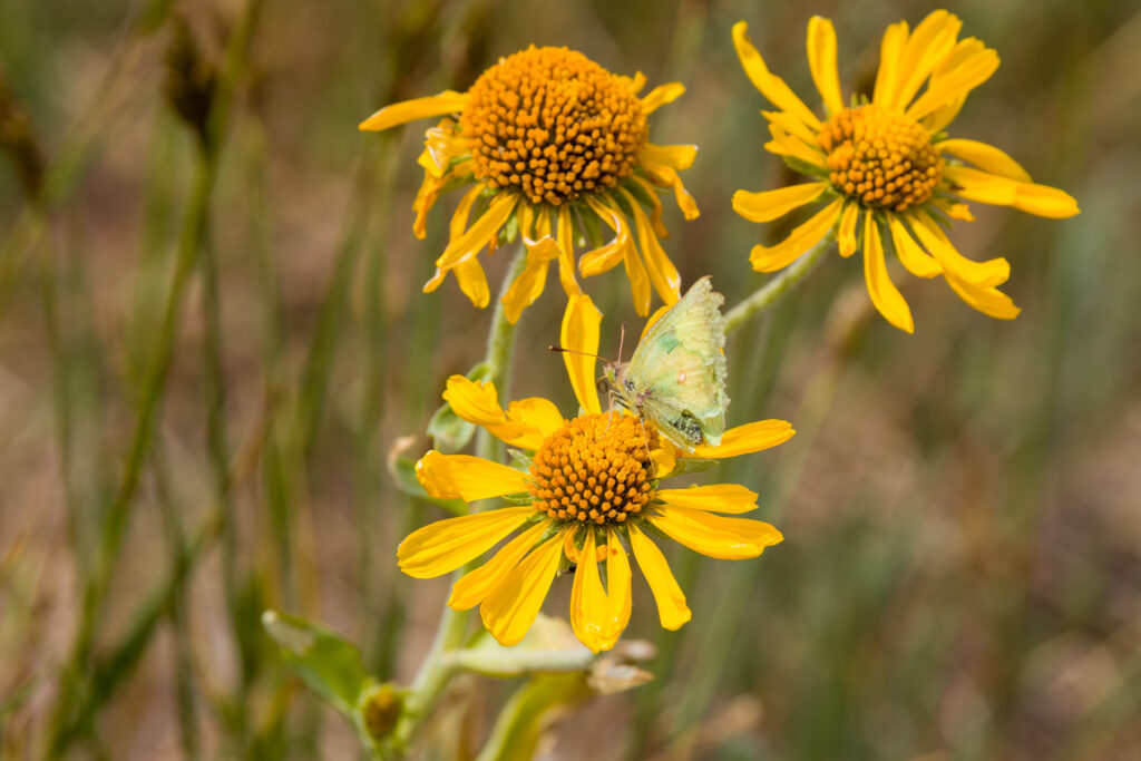 Orange Sulphur Butterfly on Sunflower