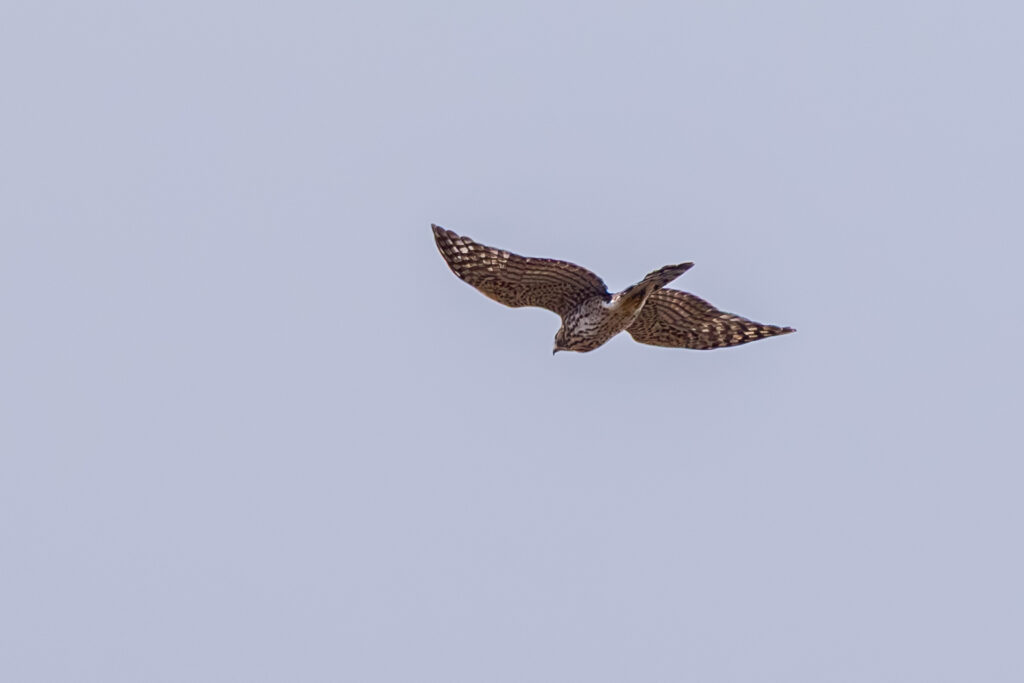 Sharp shinned Hawk Flies Overhead