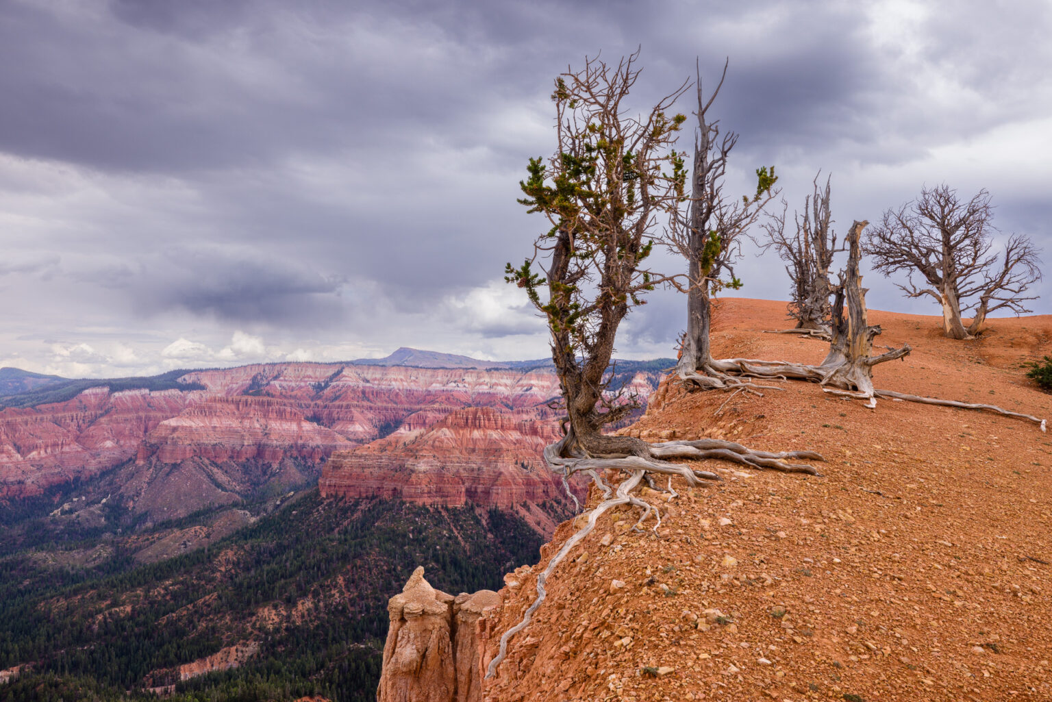 Trees on the Edge