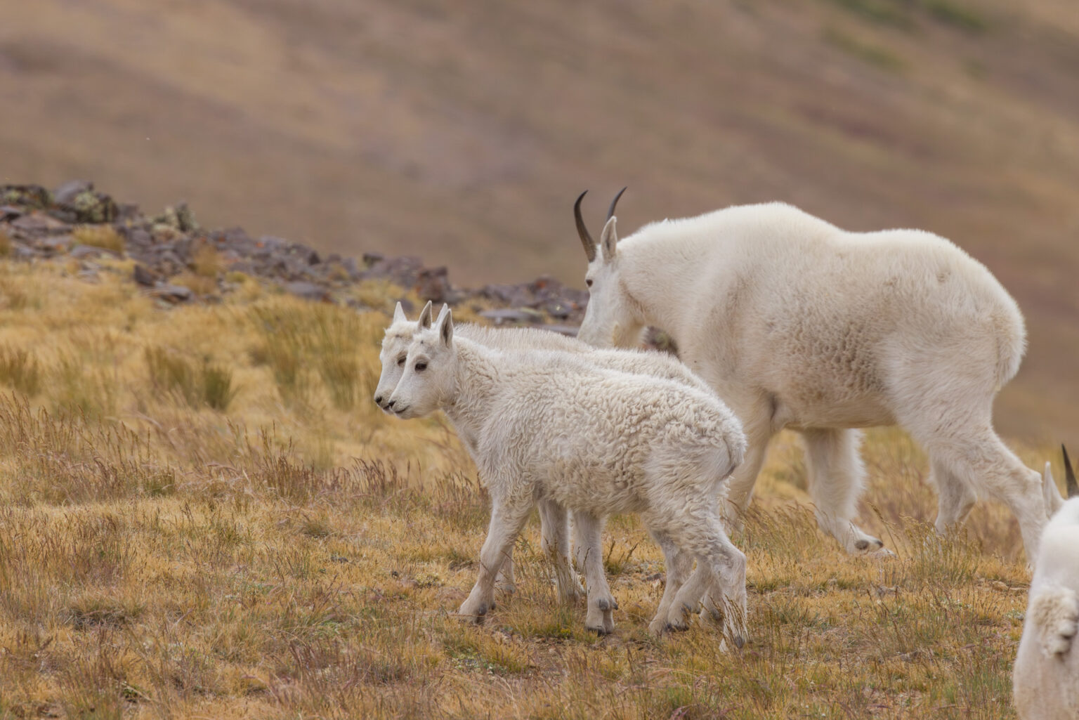 Twin Mountain Goats