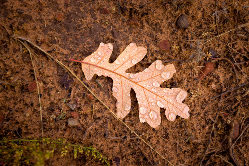Oak Leaf Covered in Dew Drops