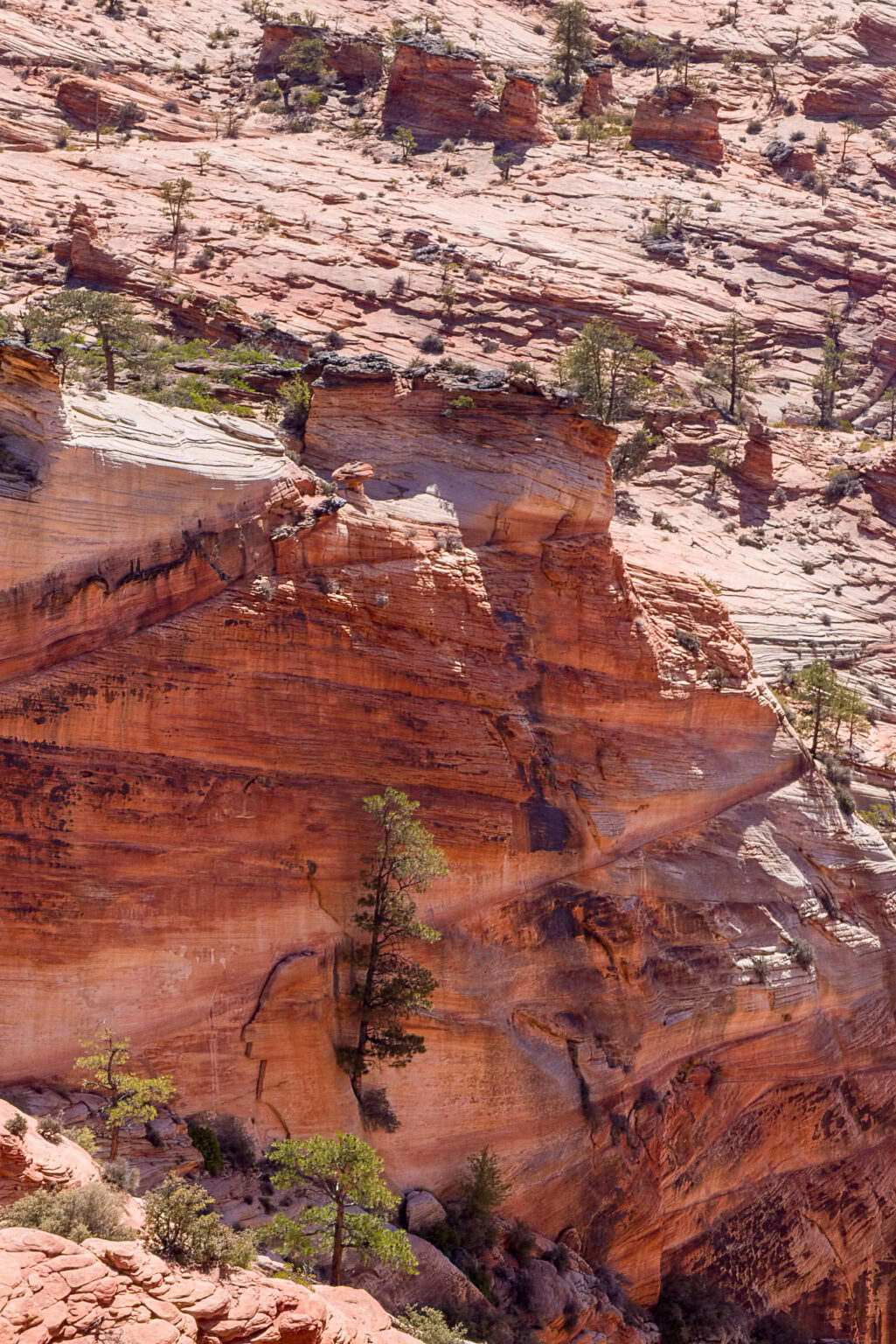 Sentinel on the Cliff