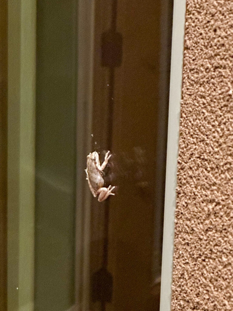Frog on Window - Side View