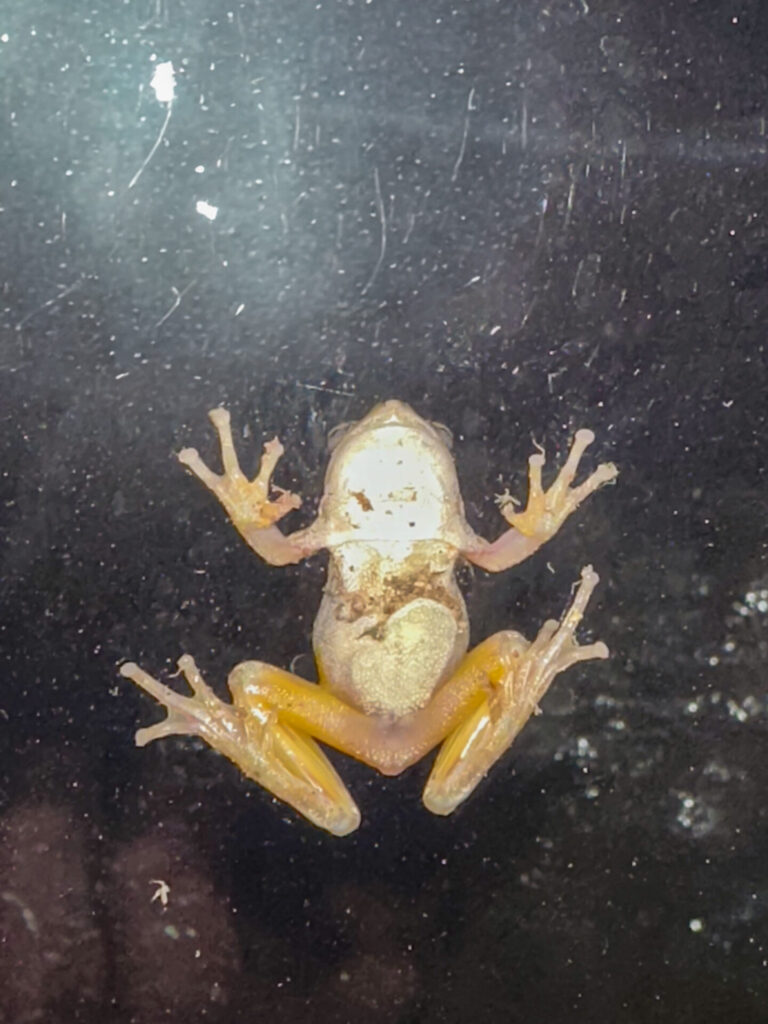 Frog on Window - Belly View