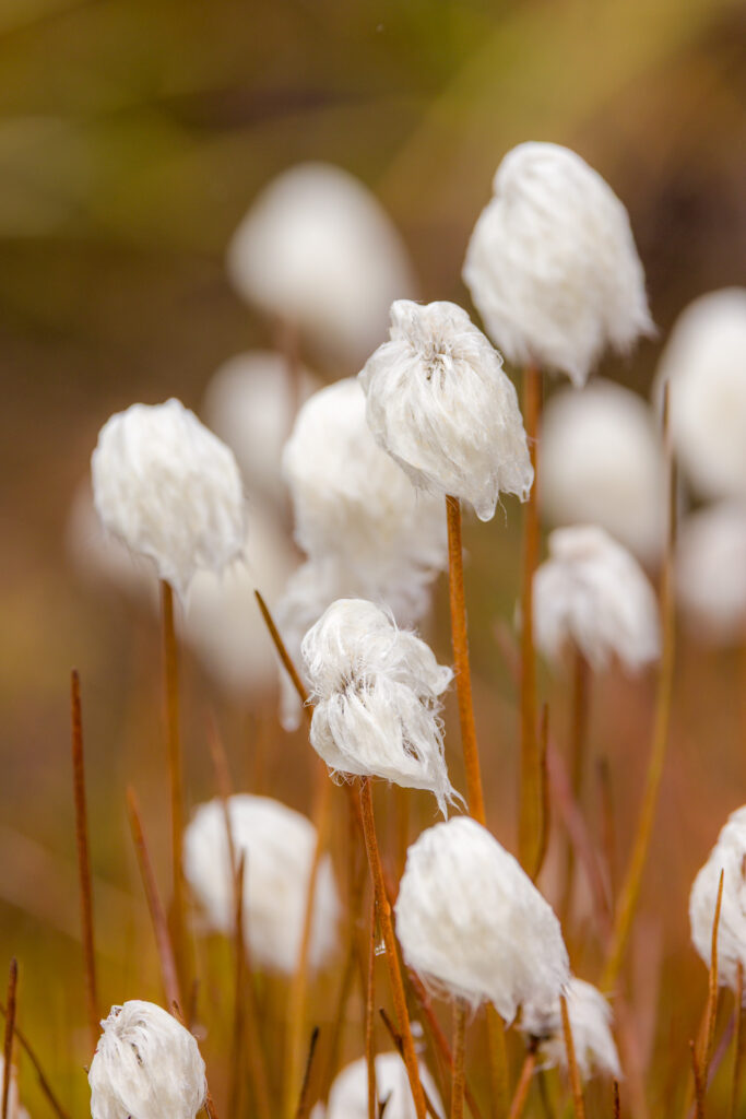 Cottongrass