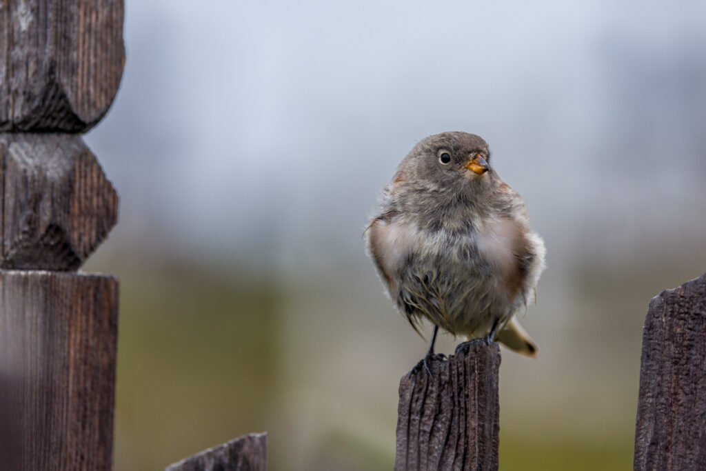 Female Snow Bunting
