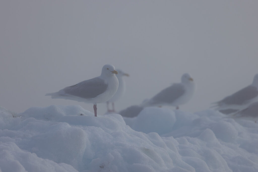 Gulls in the Fog