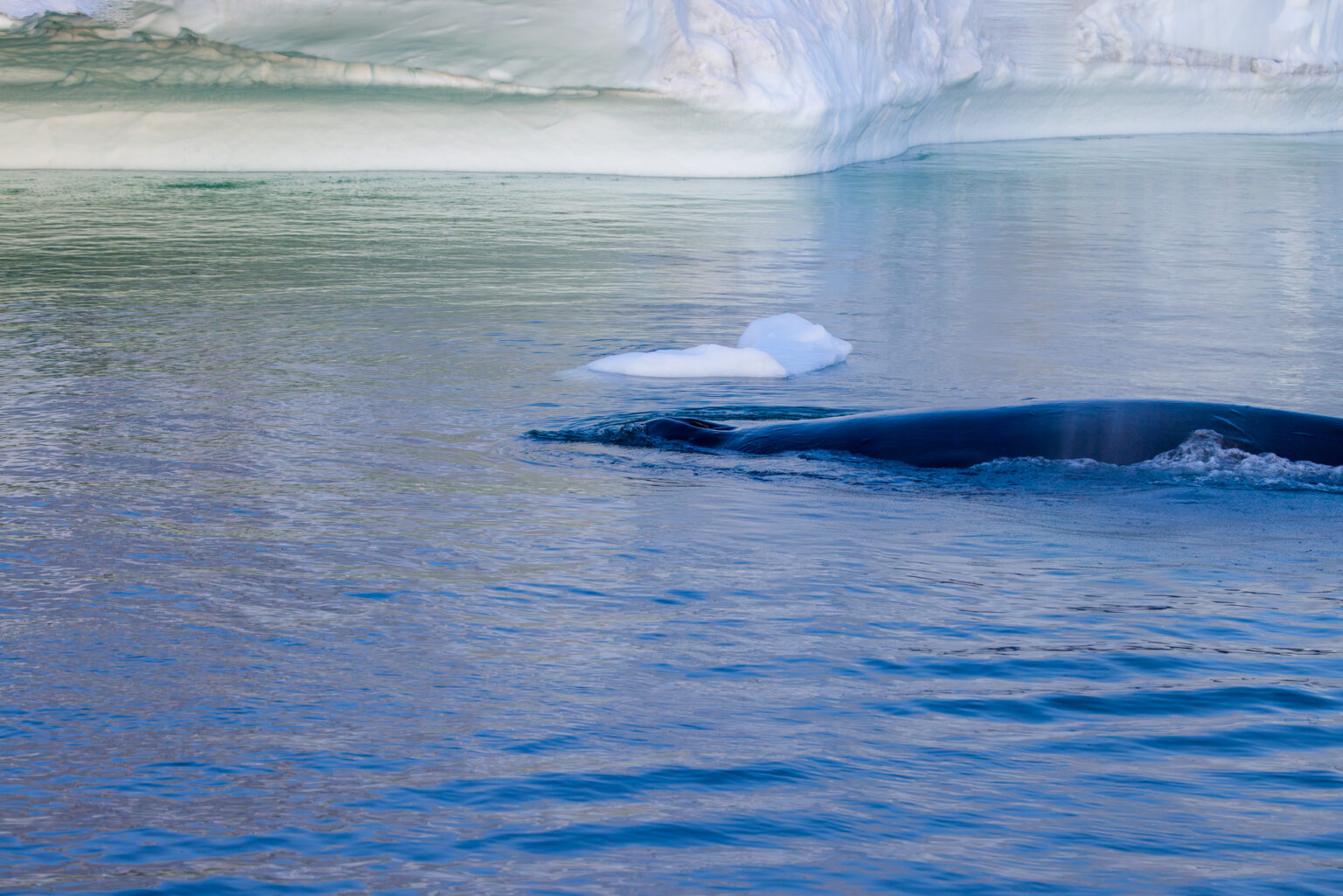 Humpback Whale Swimming Along Iceberg