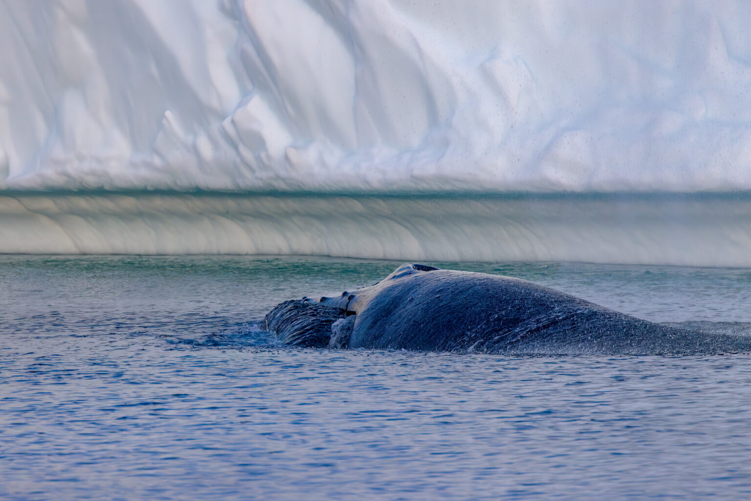 Humpback Whale Lunge Feeding