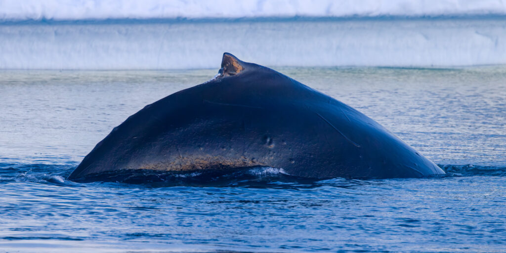 Humpback Whale Preparing to Dive