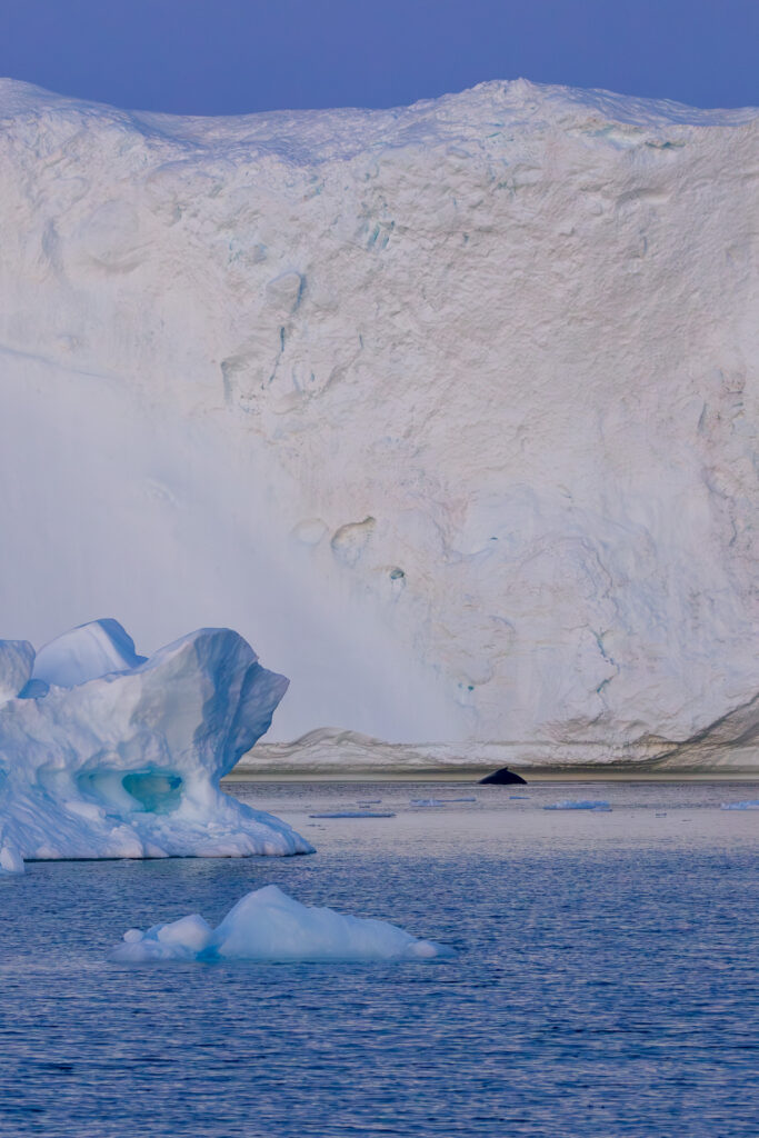 Wide Angle Shot with Whale and Iceberg